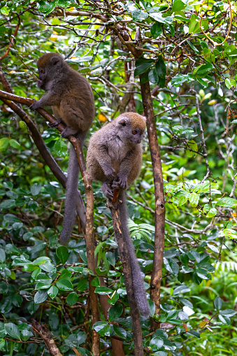 Funny bamboo lemurs on a tree branch watch the visitors in Madagascar, Madagascar