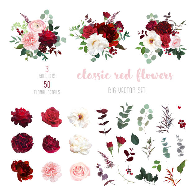 Classic luxurious red and peachy roses, pink carnation, ranunculus, dahlia, white peony Classic luxurious red and peachy roses, pink carnation, ranunculus, dahlia, white peony, berry, astilbe, eucalyptus big vector design set. Elegant wedding bunches of flowers. Isolated and editable. rose flower stock illustrations