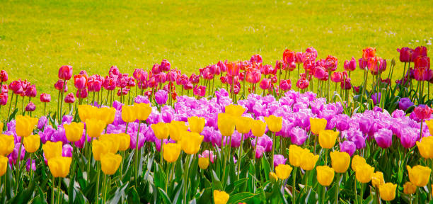 istock Aesthetics wallpaper flowers. Mix Tulip bloom background. 1266996302