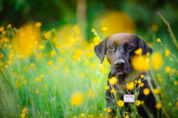 Black labrador. Black labrador in yellow flowers. black labrador stock pictures, royalty-free photos & images