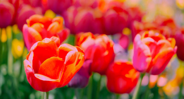 istock Aesthetics wallpaper flowers. Red Tulip bloom background. Ideal for postcard 1266996423