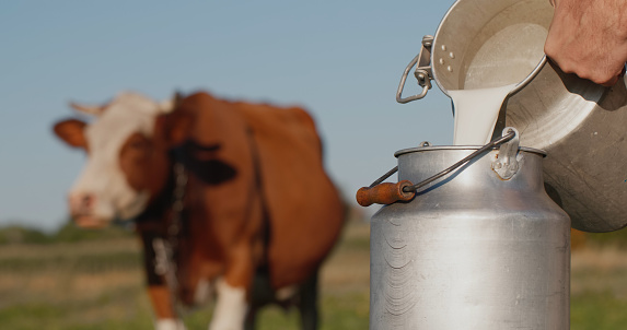 Farmer pours milk into can, in the background of a meadow with a cow.