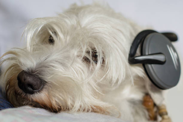istock Dog with headphones 1266996598