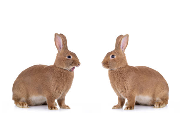 istock two Brown bunny sitting on a white 1266996634