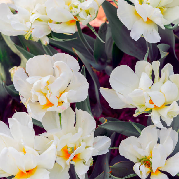 istock Aesthetics wallpaper flowers. White Tulip bloom background. Ideal for postcard 1266997574