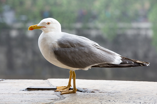 Close-up portrait of a Seagull with a soft background