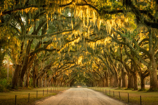 istock Live oaks and Spanish moss along a dirt road 1266998243