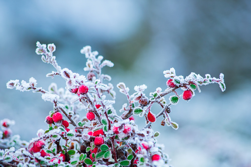 Frozen nature with berries. Winter background. High resolution photo.