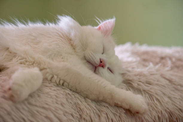 istock White cat is lying on the rug 1266999926