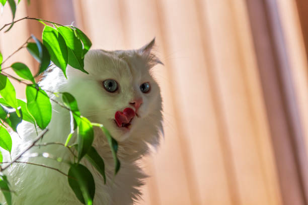 White cat waiting for food in Svoge, Sofia Province, Bulgaria