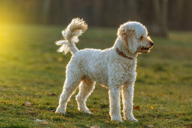 istock White poodle dog at sunset. 1266999944