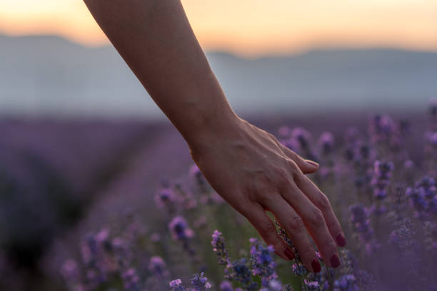 istock Touching the lavender at summer days 1267000057