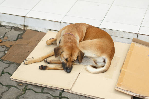 a stray dog lies sleeping on cardboard on the sidewalk
