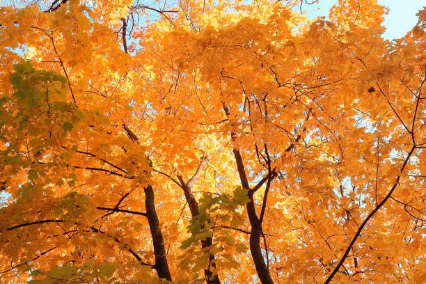 Autumn maple tree top. Natural background with yellow and orange leaves.