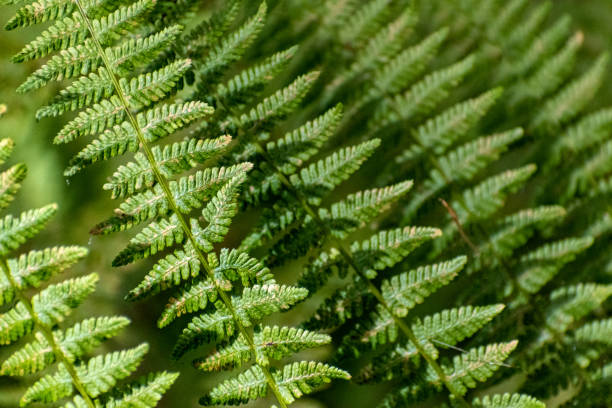 bracken fern - 4742 imagens e fotografias de stock