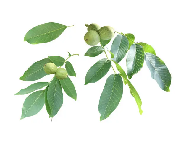 Branch with leaves and green walnuts (Juglans regia, Persian walnut, English walnut, Circassian walnut). Set of green branches and ripening fruits. Isolated white background