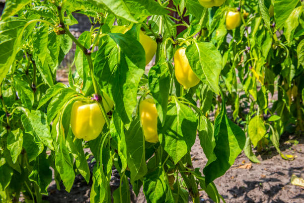 выращивание желтого перца - yellow bell pepper стоковые фото и изображения