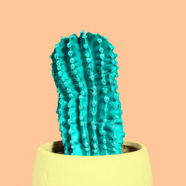 istock Cactus in a pot. An exotic plant with spines on a colored background. Minimal attractive style. 1267004272