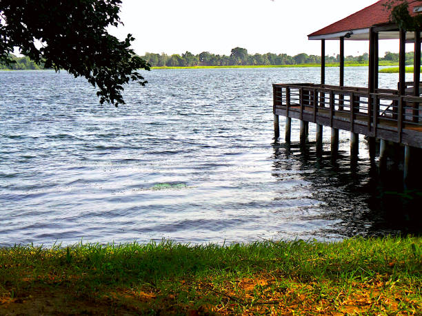 Bamboo dock in a green lake