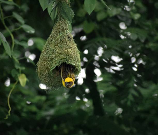 istock Yellow weaver bird sitting on its nest created on the tree branch. 1267006650