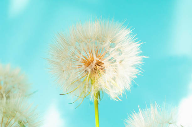 istock White dandelions inflorescence  on blue background. Concept for festive background or for project. 1267007140