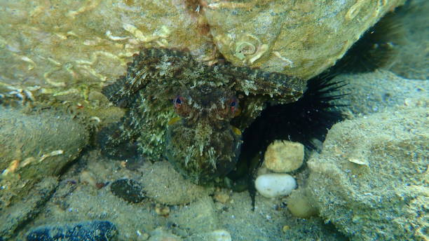 istock Common octopus (Octopus vulgaris) undersea, Aegean Sea, Greece, Halkidiki 1267007750