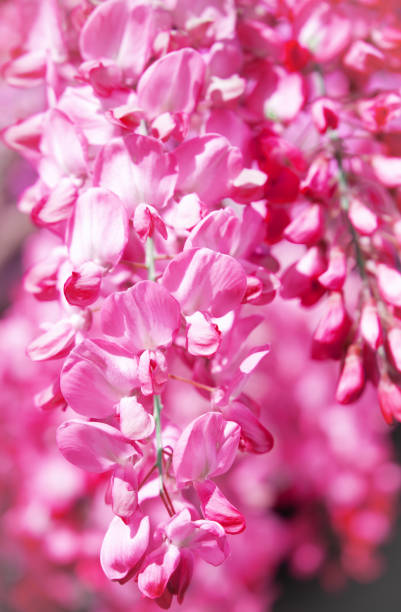 istock Nature aesthetics wallpaper. Blooming pink flowers 1267007915