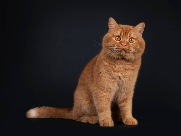 istock Impressive red male cat on black background 1267007955