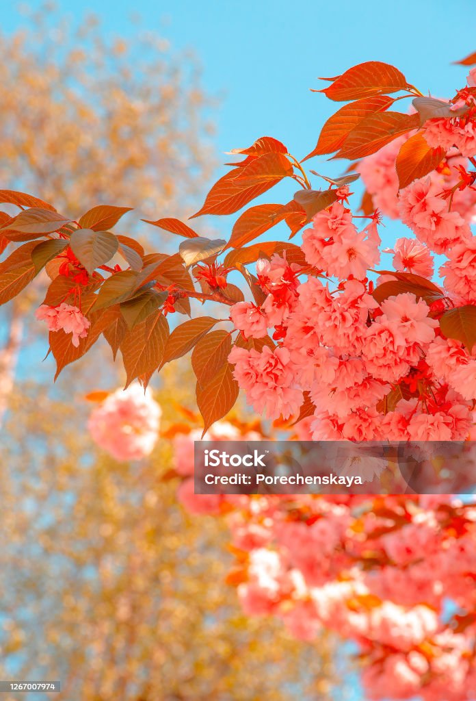 Fashion Aesthetics Wallpaper Pink Flowers Cherry Blossom Tree Stock Photo -  Download Image Now - iStock