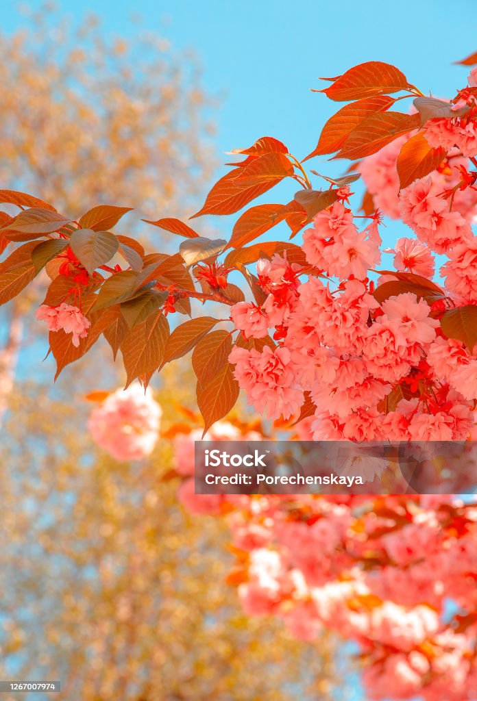 Fashion Aesthetics Wallpaper Pink Flowers Cherry Blossom Tree Stock Photo - Download Image Now - iStock Fashion Aesthetics Wallpaper Pink Flowers Cherry Blossom Tree Stock Photo - Download Image Now - iStock