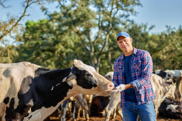istock Farmer is working on farm with dairy cows. 1267007981