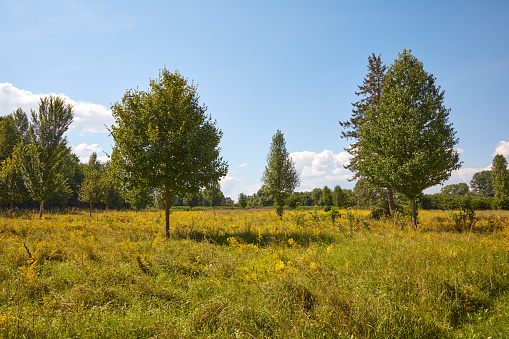 Heath landscape in the nature reserve