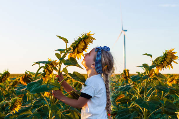 chica linda con camiseta blanca oliendo girasol en el campo al atardecer. niño con larga rubia trenzada campo de pelo - sunflower landscape flower field fotografías e imágenes de stock