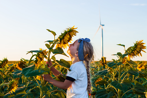 Cute girl in white t-shirt smelling sunflower in the field on the sunset. Child with long blonde braided hair on countryside landscape with yellow flower in hand. Farming concept,harvesting wallpaper.