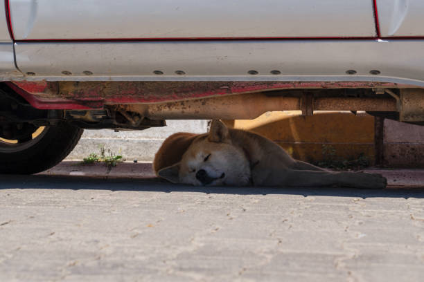 istock Stray dog is sleeping in the hot summer day under the car. 1267010384