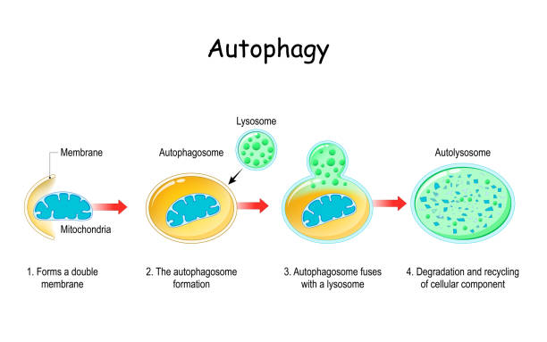 Autophagy steps Autophagy steps. Schematic diagram. Natural mechanism in the cell that removes unnecessary components. Vector illustration cell structure stock illustrations