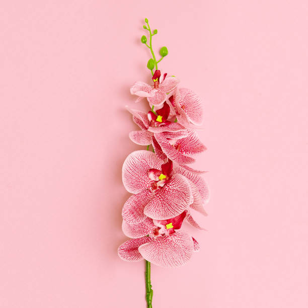 istock Orchid on a pink background. Minimal flower art 1267010692