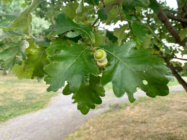 hojas de roble - oak leaf oak tree acorn season fotografías e imágenes de stock