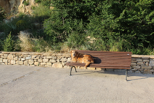 Ares del Maestrat, Spain – June 28, 2020: A dog waits patiently on a bench.