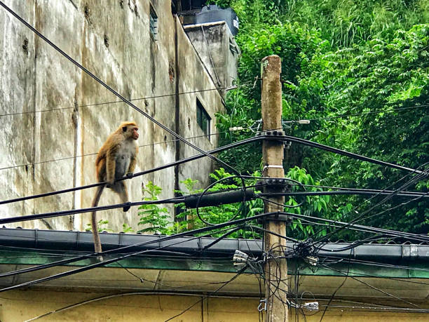 istock A monkey sitting on electric wires, Kandy, Sri Lanka 1267011935