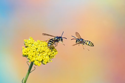 Two Wasp´s yarrow. Please see more similar pictures of my Portfolio.
Thank you!