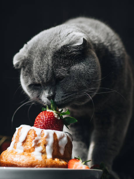 istock A grey Scottish lop-eared cat sniffs and studies a strawberry shortcake. Training of Pets.The cat and the cake. Food is not for cats. Funny Pets. Emotions of animals. Cat and dessert 1267013759