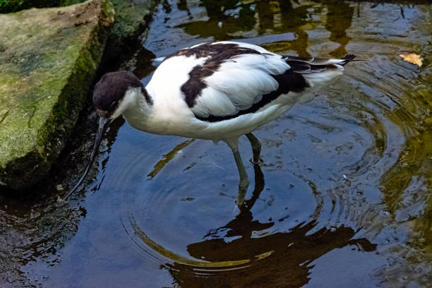 istock Pied avocet (Recurvirostra avosetta) - large black and white wader 1267013796