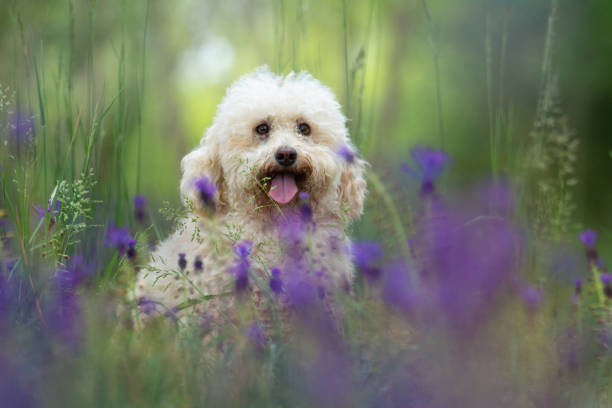 istock My dog portrait 1267014759