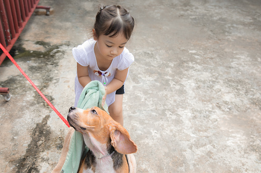 Selective focus shot with copy space of family activity which kid girl is washing her dog with love and kindness shows the friendship between human and animal to take care each other.