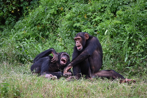 portrait of a thougtful chimpanzee