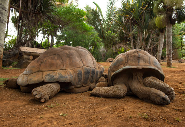 istock Giant turtles palm trees in tropical park Mauritius 1267015478