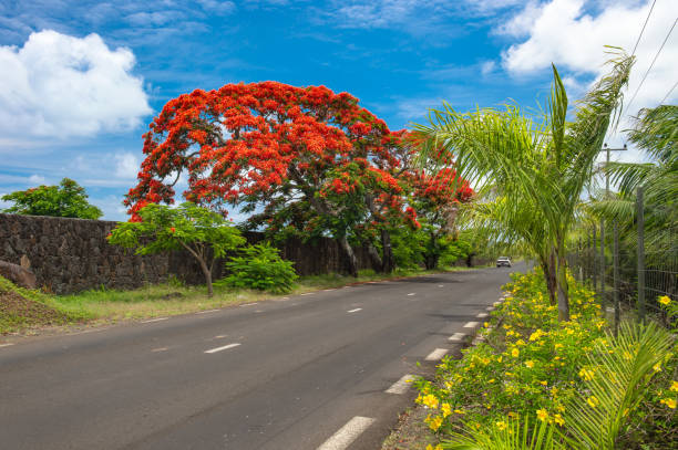 istock Tropical exotical plants palm trees Mauritius Island landscape 1267015480