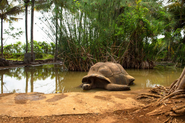 istock Giant turtle palm trees pond tropical garden Mauritius 1267015481