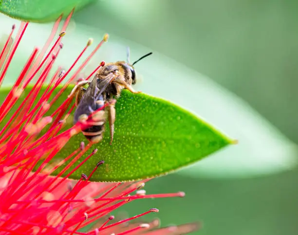 Bee above a Callistemon flower